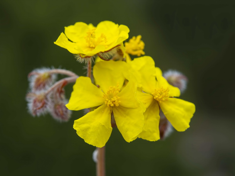 Helianthemum cinereum hieronymi.28