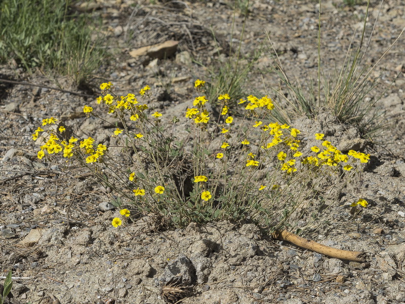 Helianthemum cinereum rotundifolium.15