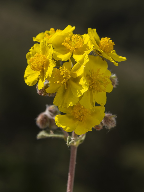 Helianthemum cinereum rotundifolium.23