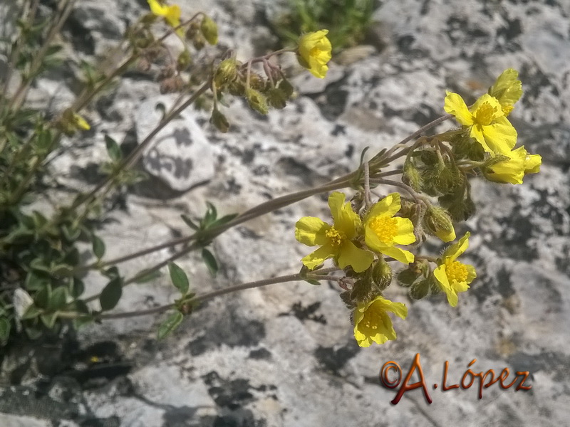 Helianthemum cinereum rotundifolium.26