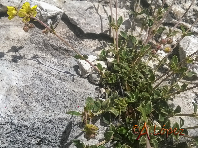 Helianthemum cinereum rotundifolium.28