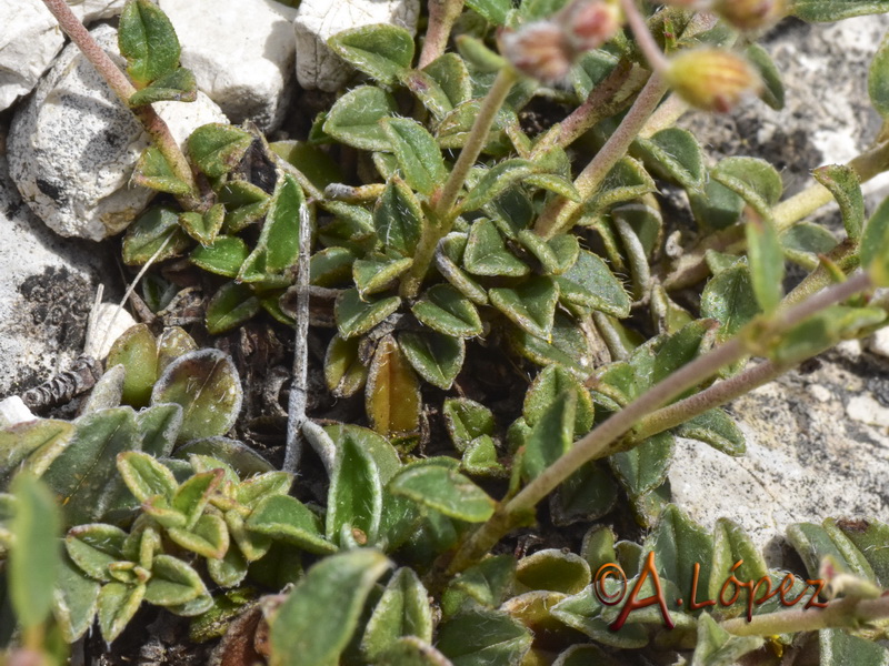 Helianthemum cinereum rotundifolium.29