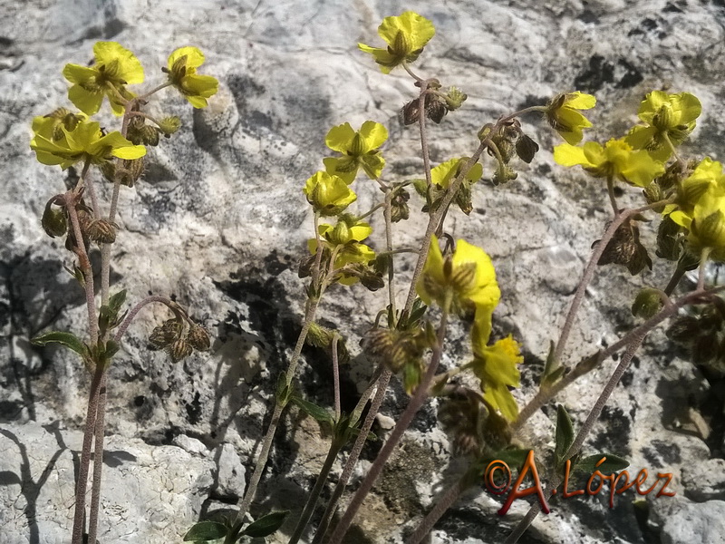 Helianthemum cinereum rotundifolium.30