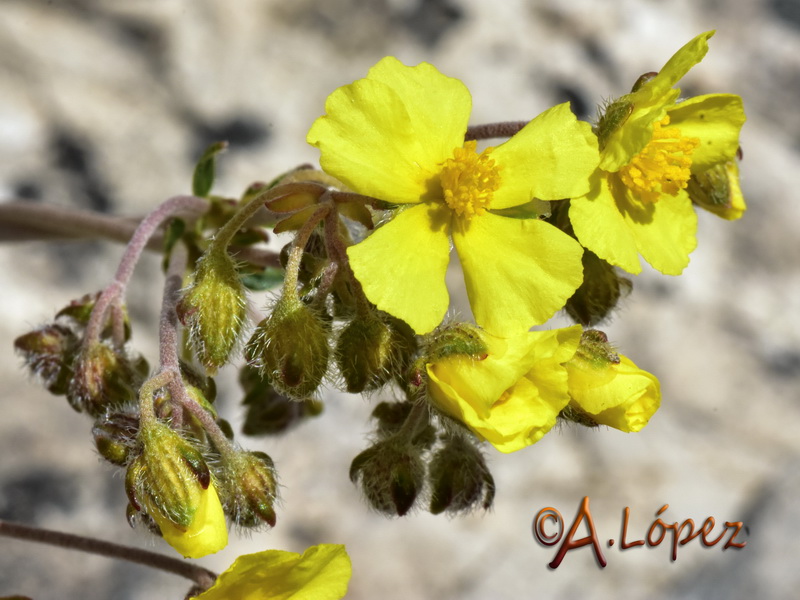 Helianthemum cinereum rotundifolium.31