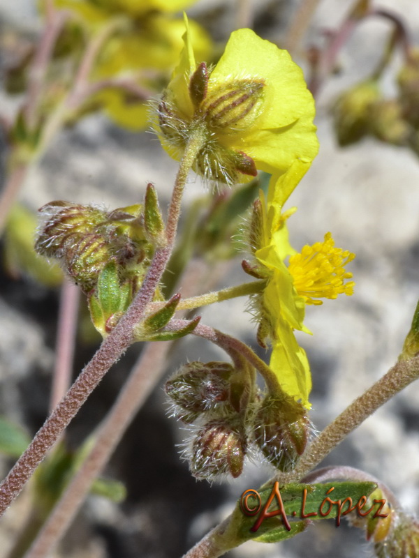 Helianthemum cinereum rotundifolium.33