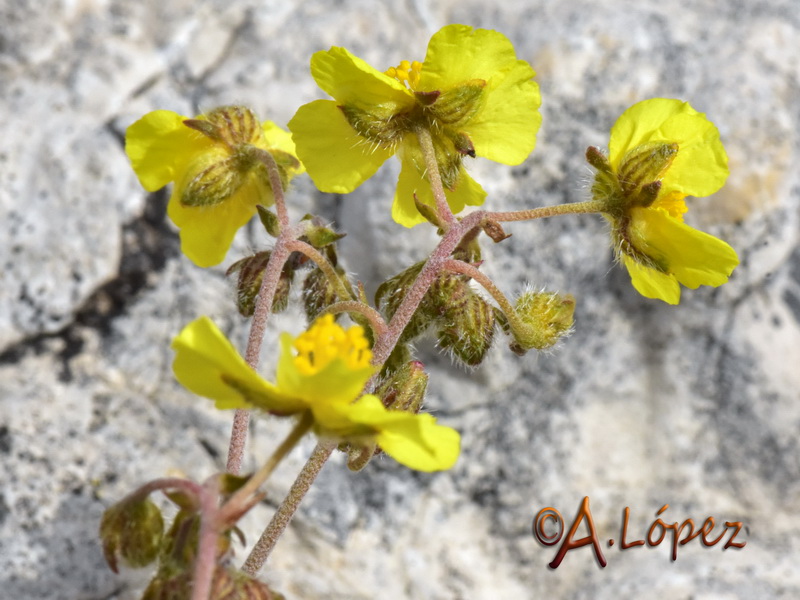 Helianthemum cinereum rotundifolium.34