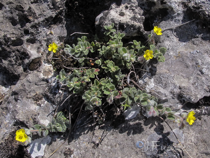 Helianthemum frigidulum.01