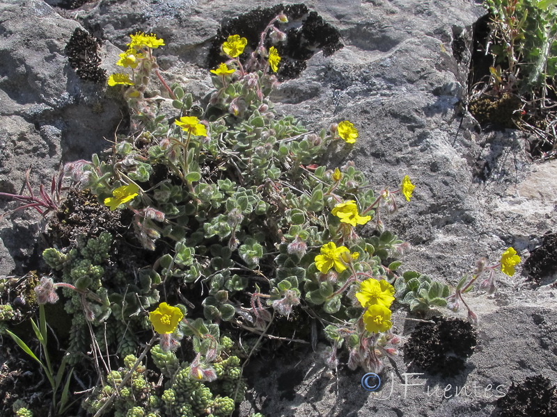 Helianthemum frigidulum.02