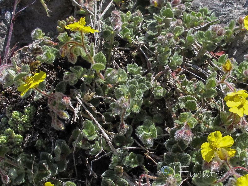 Helianthemum frigidulum.03