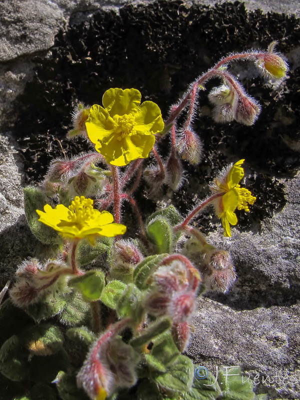 Helianthemum frigidulum.04
