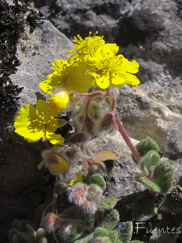 Helianthemum frigidulum.05