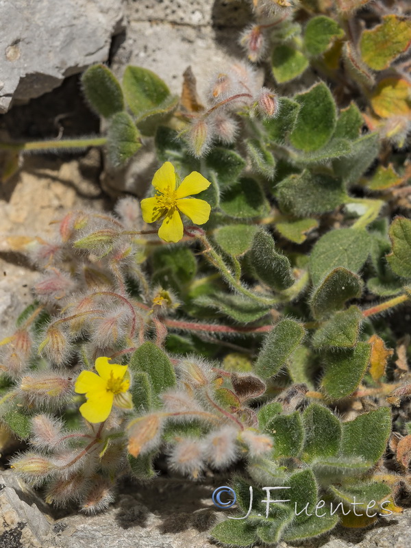 Helianthemum frigidulum.08
