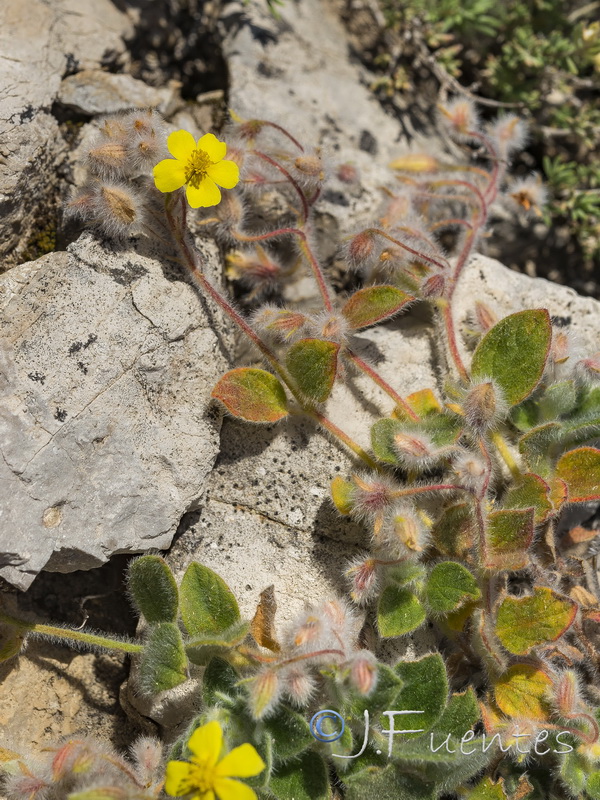 Helianthemum frigidulum.09