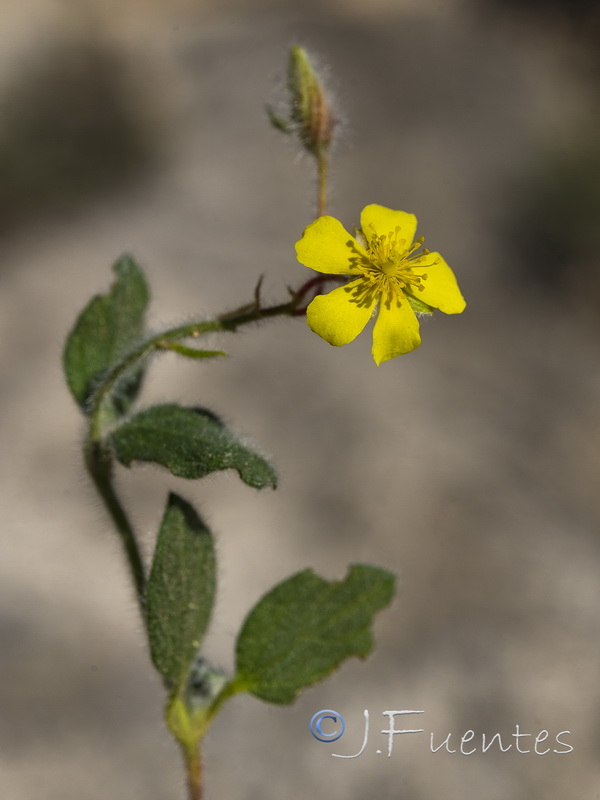 Helianthemum frigidulum.10