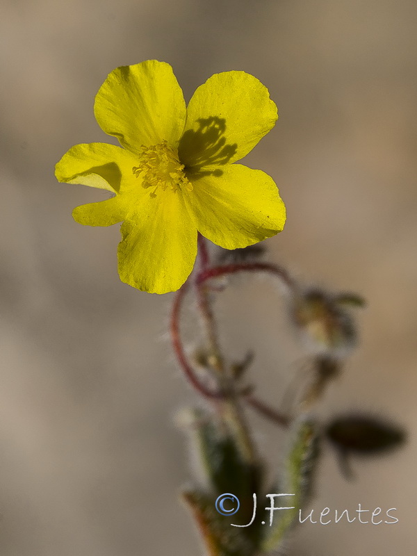 Helianthemum frigidulum.11
