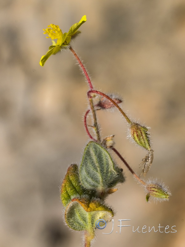 Helianthemum frigidulum.13