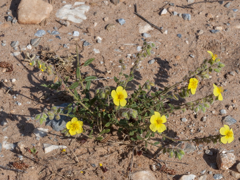 Helianthemum hirtum.01