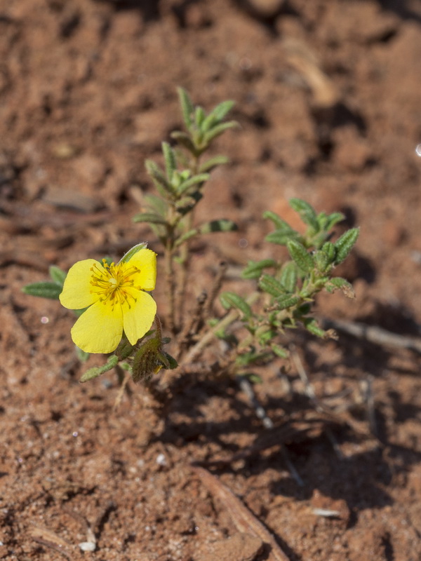 Helianthemum hirtum.03