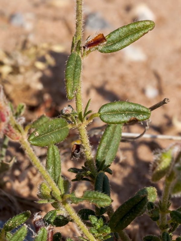 Helianthemum hirtum.04