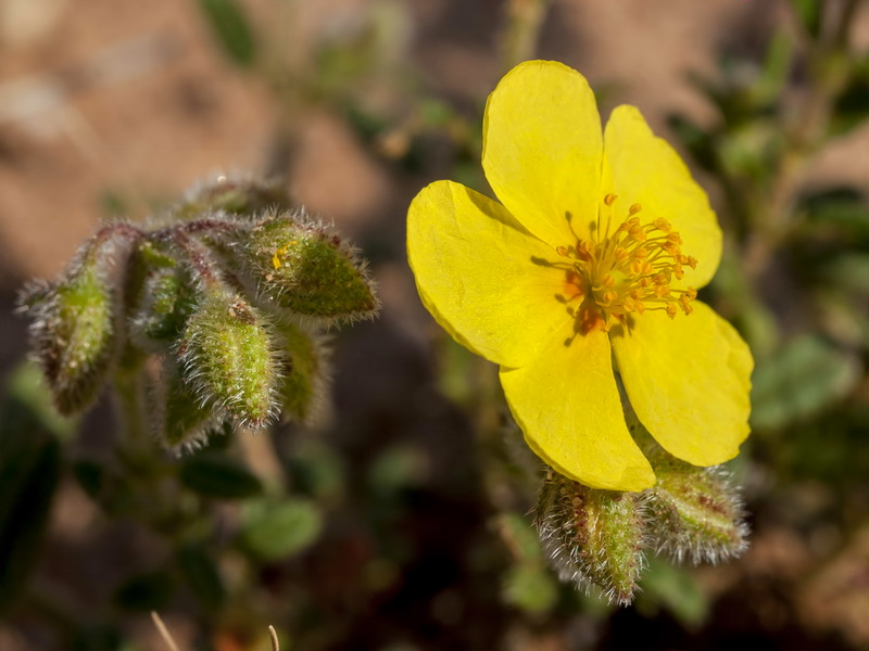 Helianthemum hirtum.07