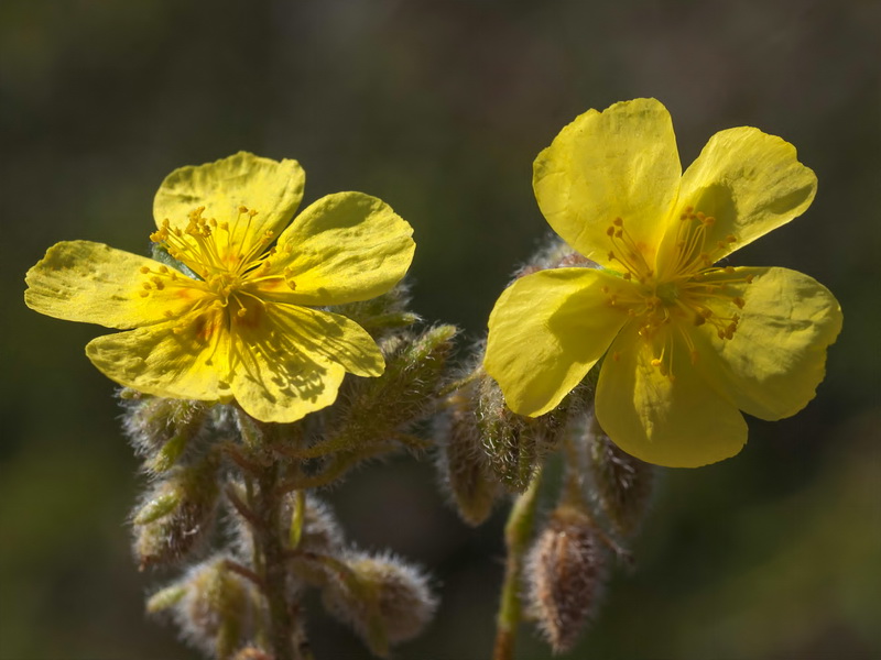 Helianthemum hirtum.11