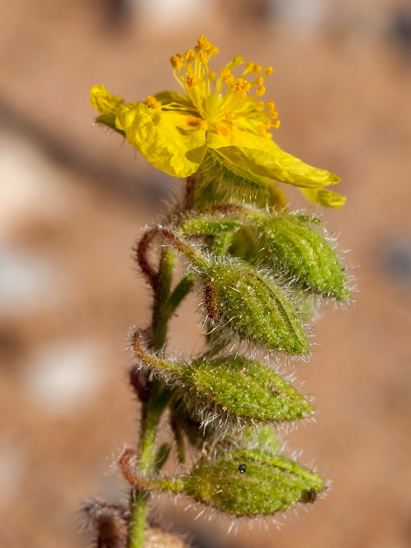 Helianthemum hirtum.14