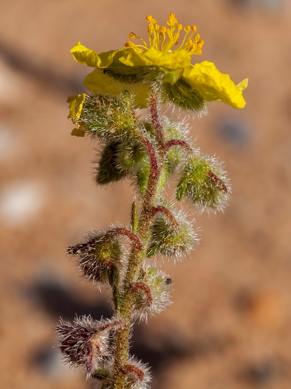 Helianthemum hirtum.15