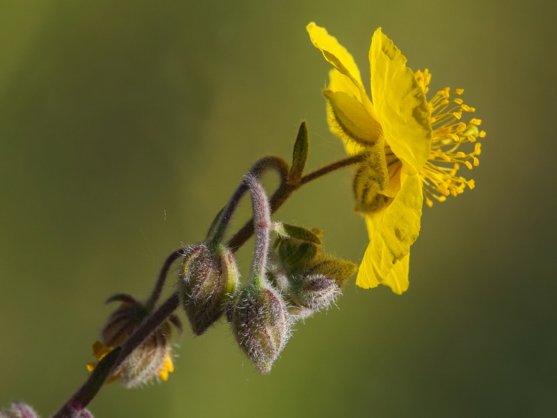 Helianthemum hirtum.19