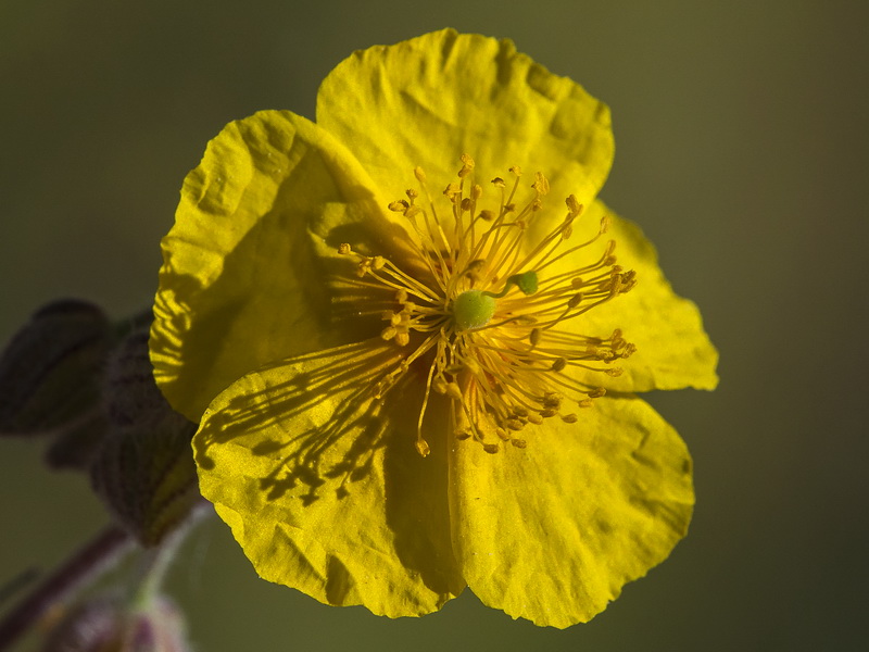 Helianthemum hirtum.20