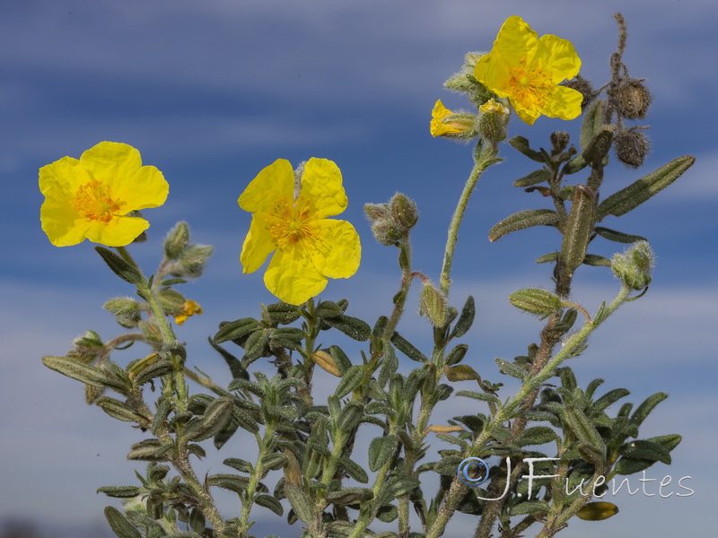 Helianthemum hirtum.21