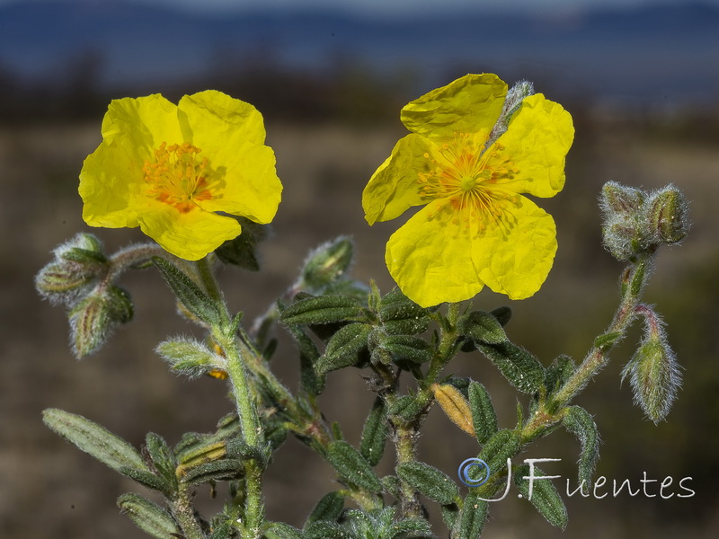 Helianthemum hirtum.24