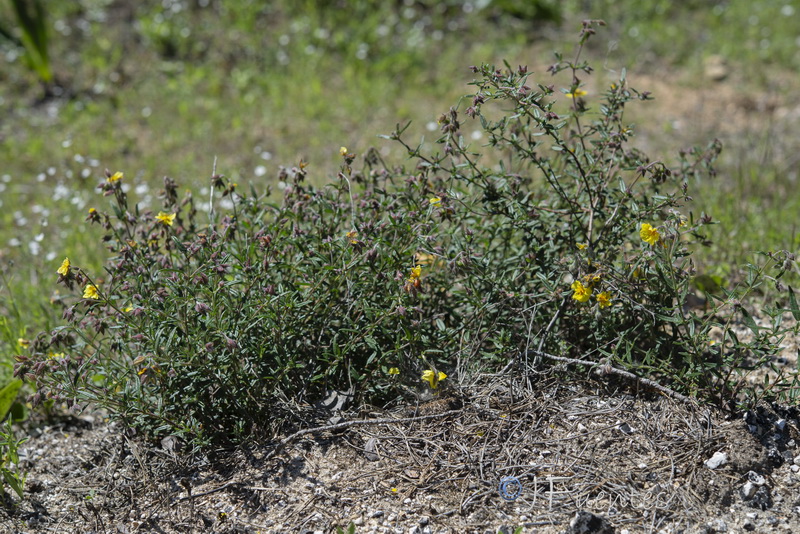 Helianthemum hirtum.25