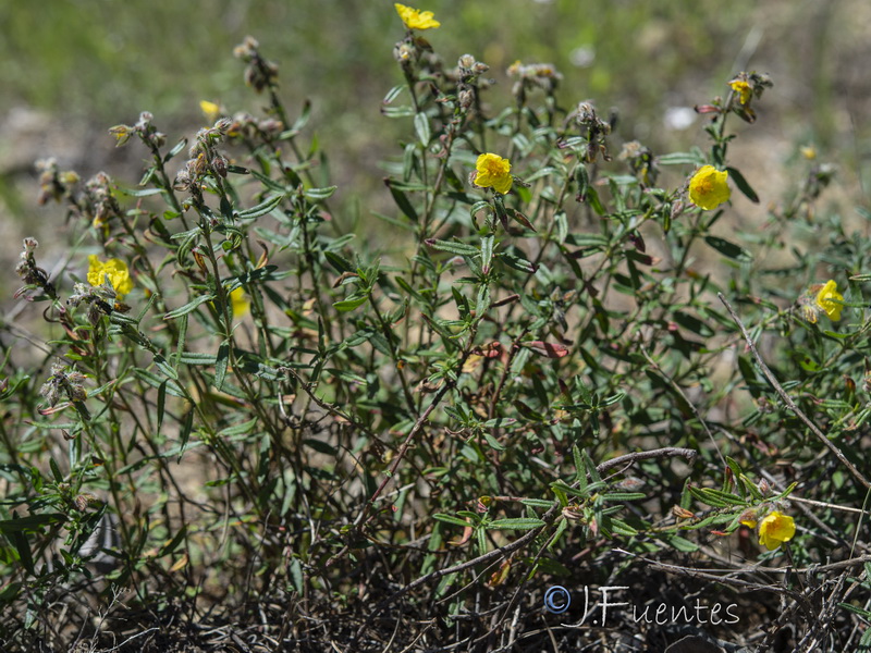 Helianthemum hirtum.02