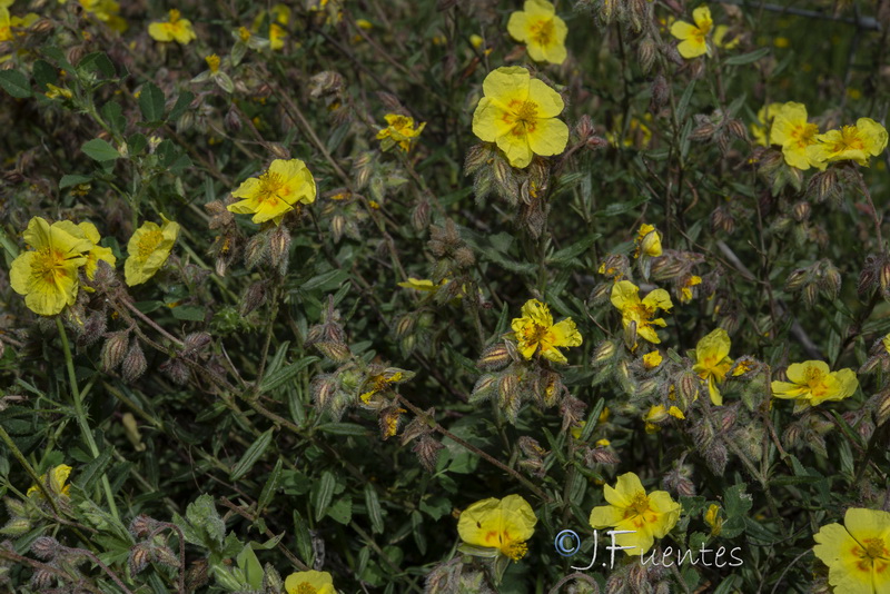 Helianthemum hirtum.28