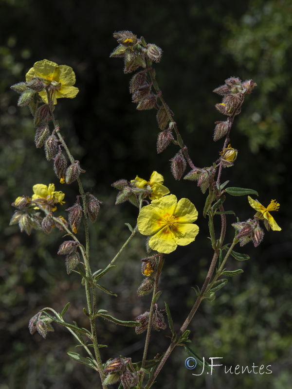 Helianthemum hirtum.05