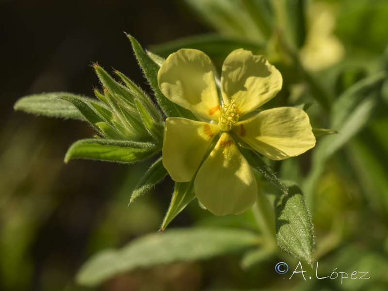 Helianthemum ledifolium.08