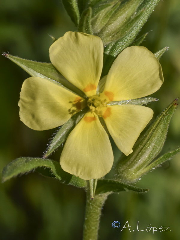 Helianthemum ledifolium.09
