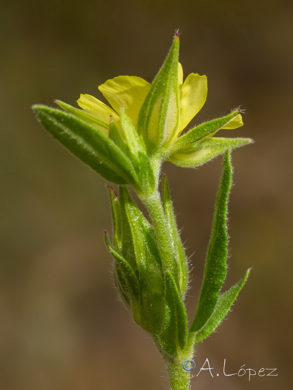 Helianthemum ledifolium.12