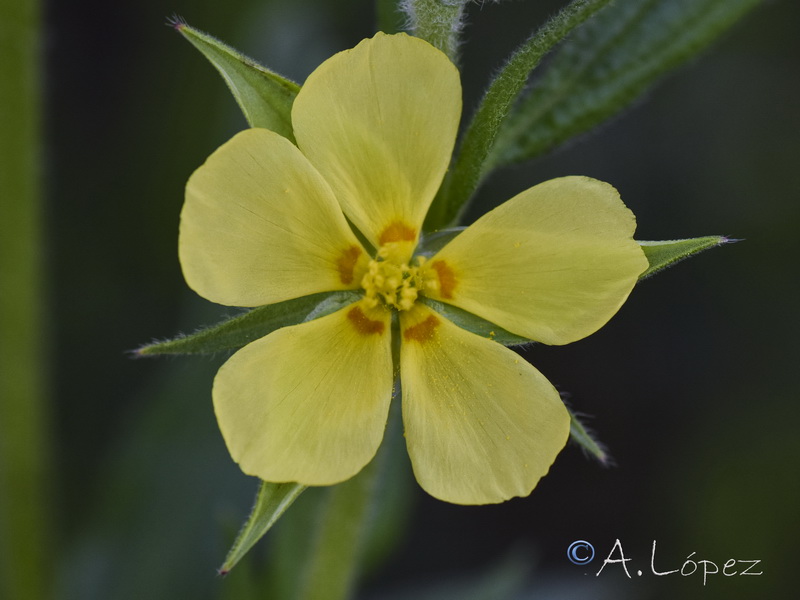 Helianthemum ledifolium.15