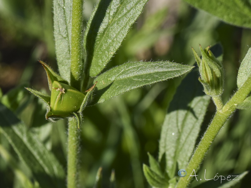 Helianthemum ledifolium.20