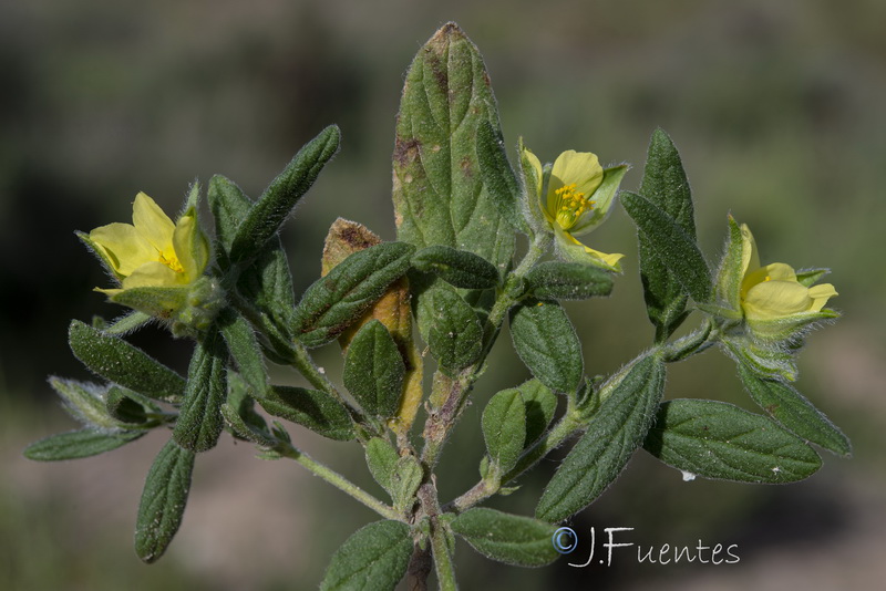 Helianthemum ledifolium.07