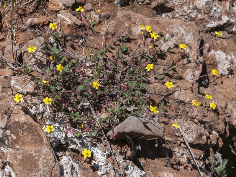 Helianthemum marifolium andalusicum.01