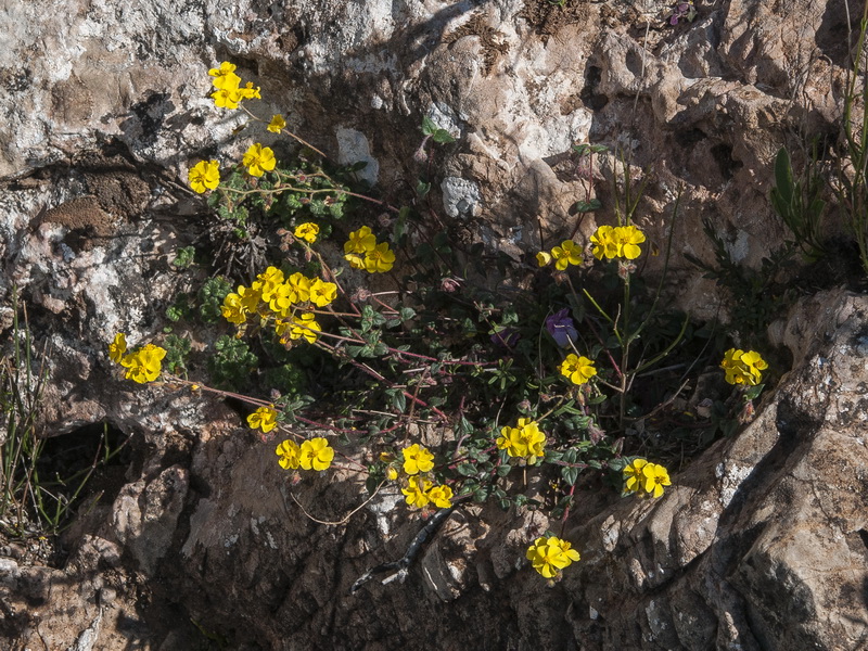 Helianthemum marifolium andalusicum.02