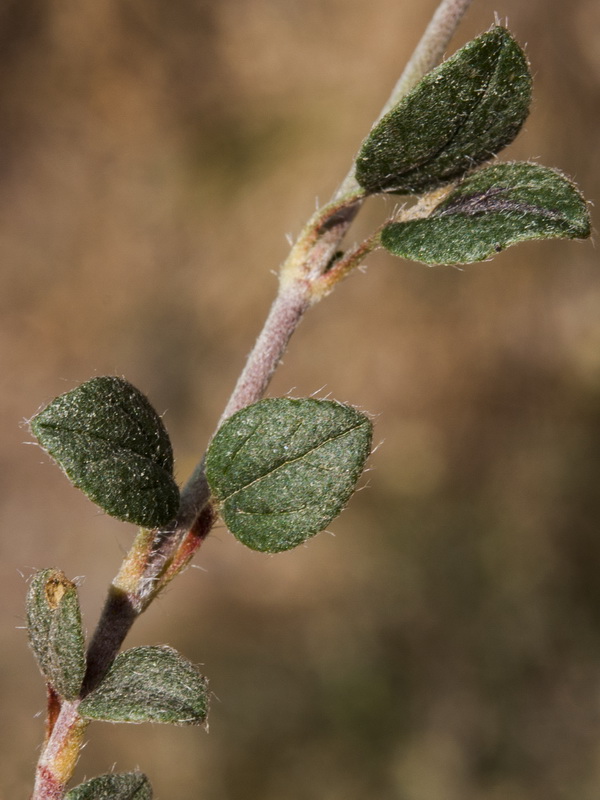 Helianthemum marifolium andalusicum.06