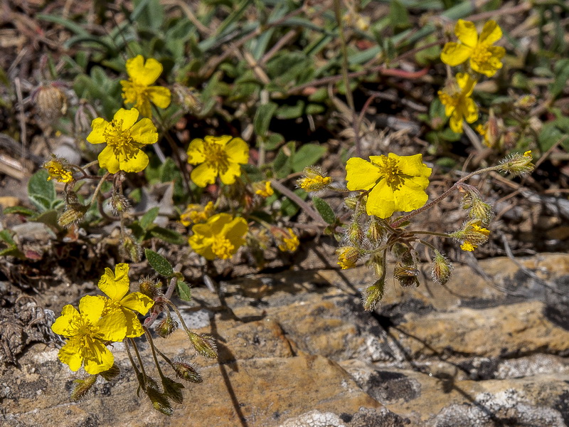 Helianthemum marifolium andalusicum.09