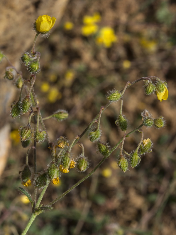 Helianthemum marifolium andalusicum.12