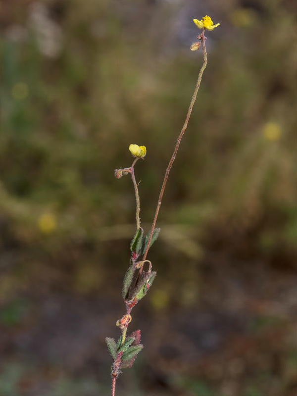 Helianthemum marifolium andalusicum.14