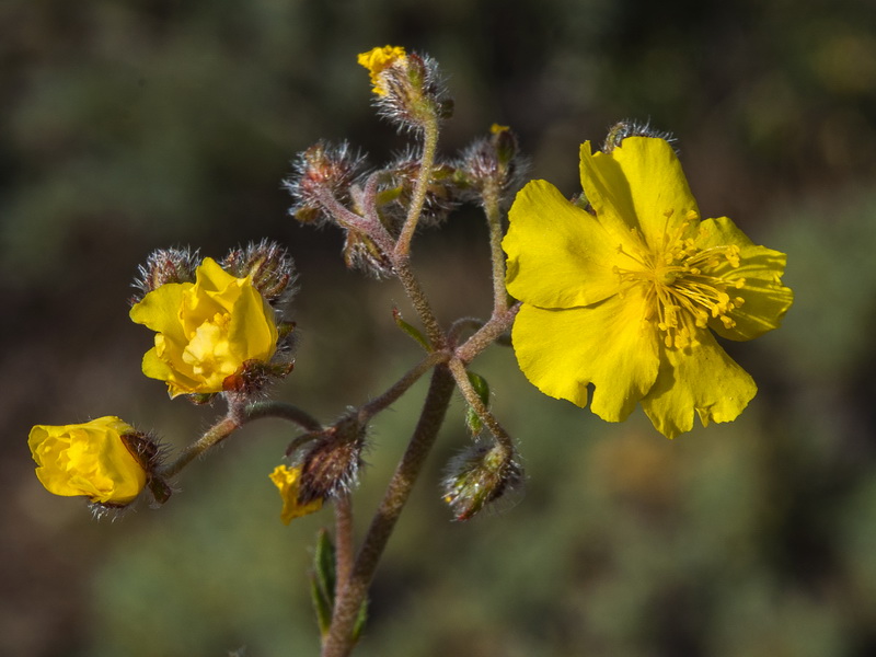 Helianthemum marifolium andalusicum.15