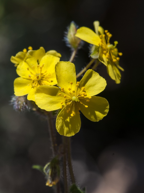 Helianthemum marifolium andalusicum.17