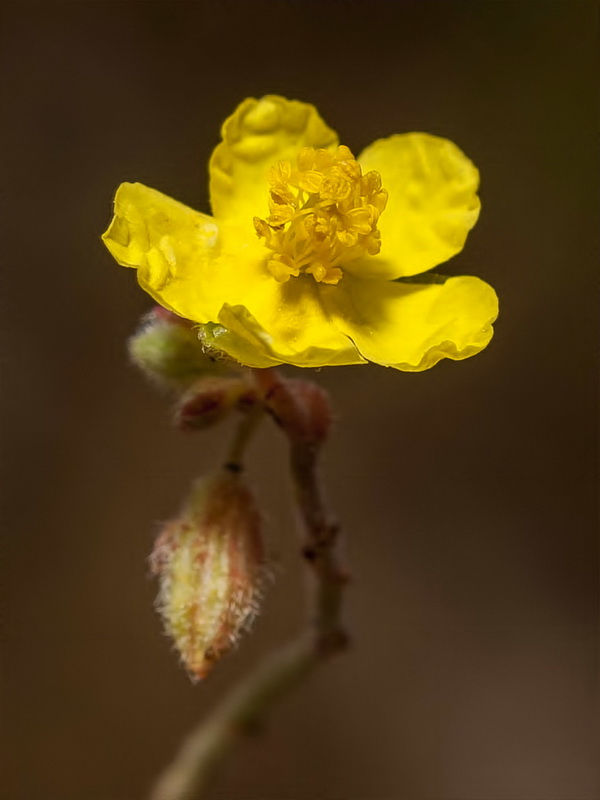 Helianthemum marifolium andalusicum.18